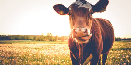 A cow in a field