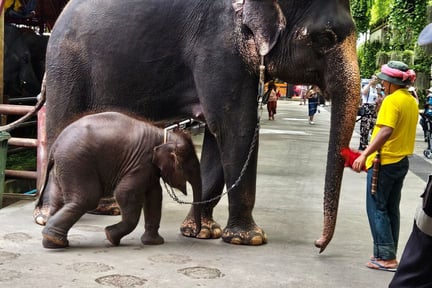 Captive elephants used for entertainment