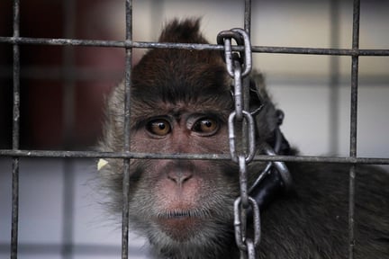 A captive long-tailed macaque monkey