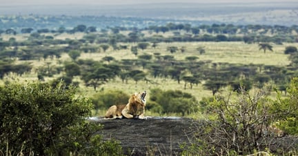 A lion in the wild