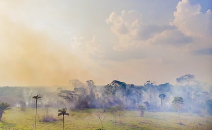 Brazil’s Amazon rainforest is in flames, burning at the highest rate since 2013.