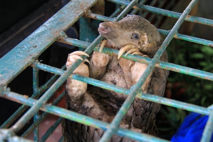 A pangolin caught in a cage in the wildlife trade