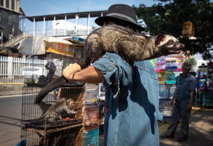 Civet_on_shoulder_of_trader_Jatinegara_Jakarta