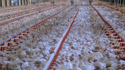 32 day old broiler chickens in an industrial shed