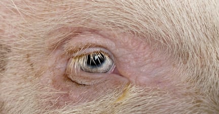 A closeup of a pigs eye