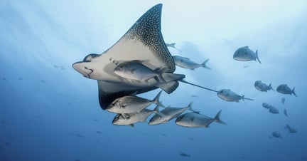 Eagle ray swimming with a small school of jack fish