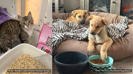 A kitten and two puppies that you helped support during Canada's wildfires