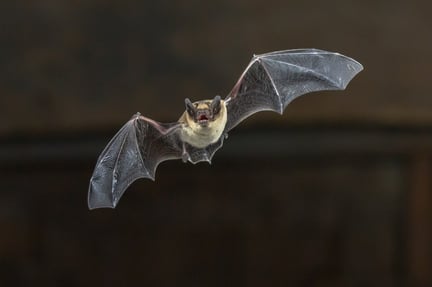 A wild bat flying at night