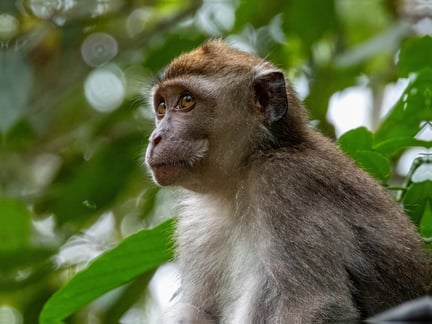 Long-tailed macaque