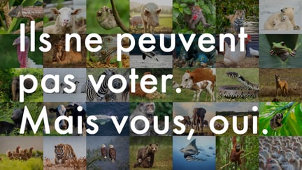 Ils ne peuvent pas voter.  Mais vous, oui.