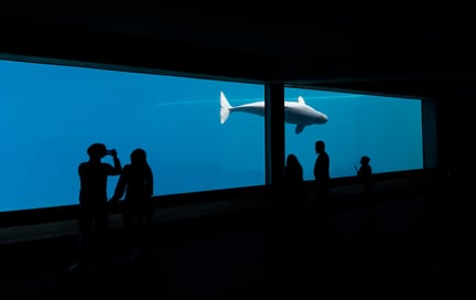 Captive belugas at Marineland