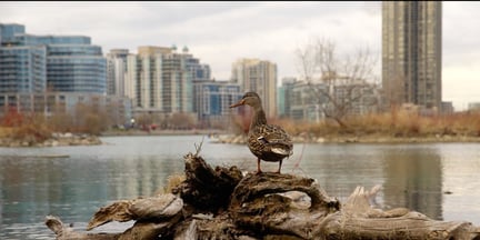 A duck in an urban area