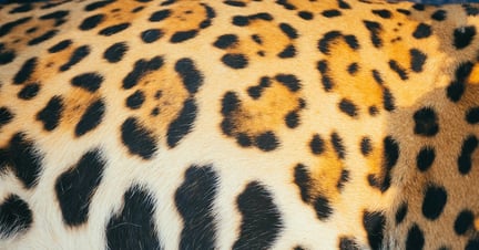 Xamã's jaguar fur pattern