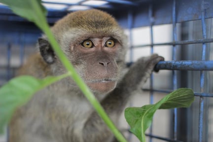 A monkey rescued from cruelty