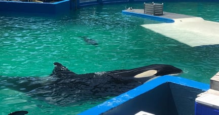 An orca in a small tank at an entertainment venue