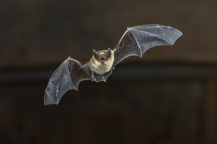 A wild bat flying at night