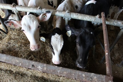 Dairy cows on a factory farm