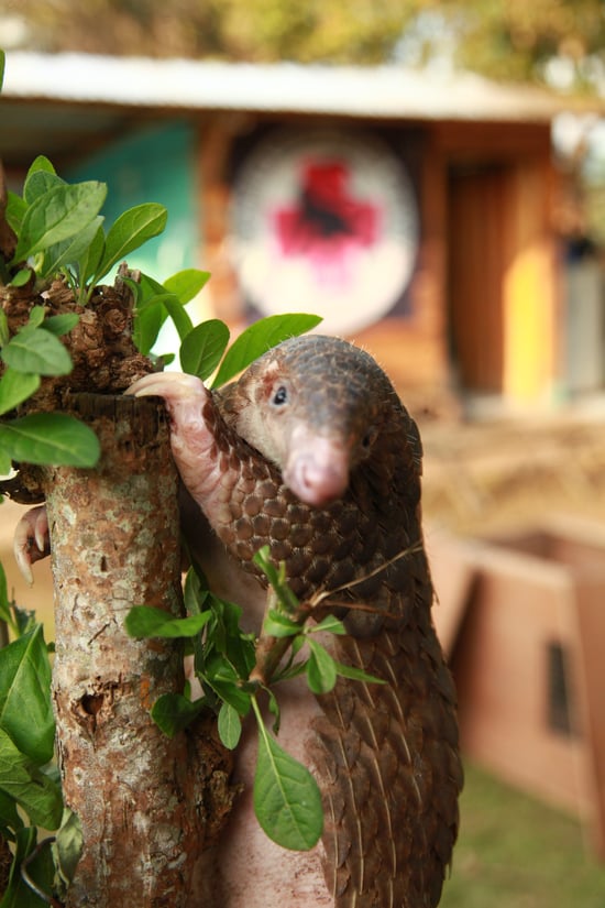 Pangolin portrait