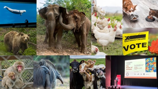 A collage of various animals helped by World Animal Protection
