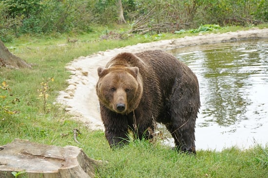 A bear in a sancuary