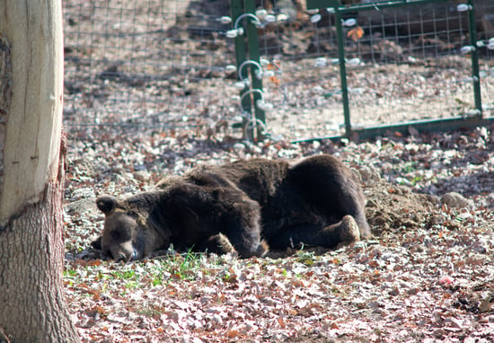 A bear in a sanctuary