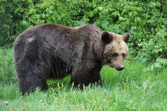 A bear in a sanctuary