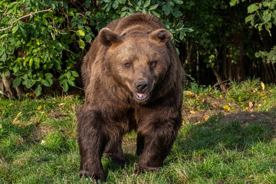 A bear in a sanctuary