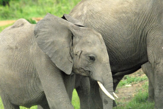 elephant tours