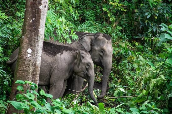 Elephants at a wildlife heritage site