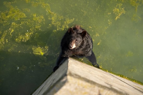 A captive black bear at Marineland