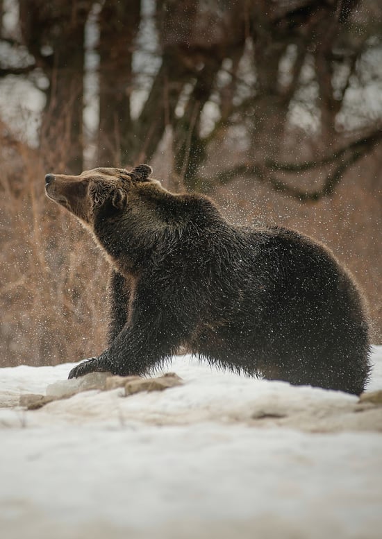 A bear in the wild