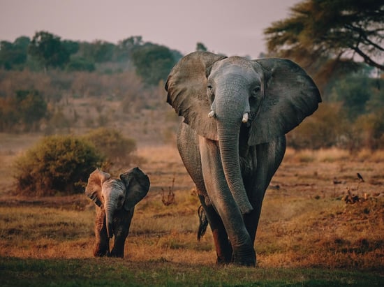 Two elephants in the wild