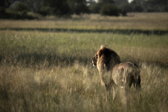 Lion in the wild