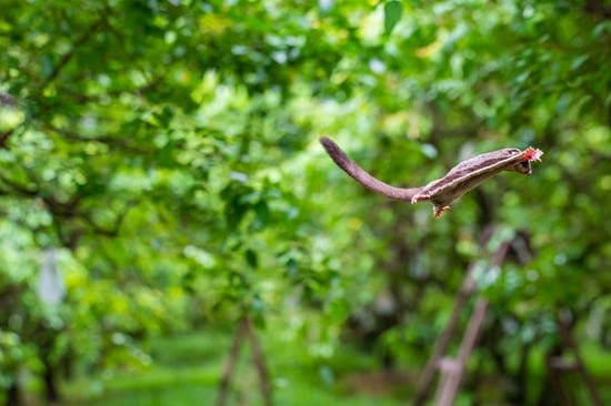 A sugar glider in the wild