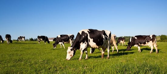 Dairy cows grazing a field