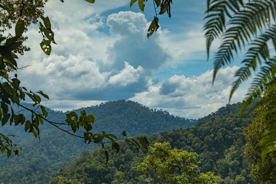 Gunung Leuser Orangutan Heritage Area
