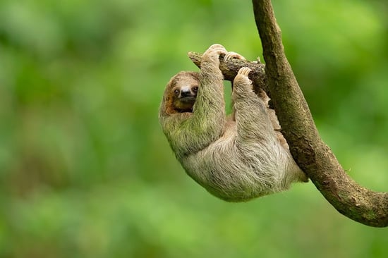 A wild sloth hanging from a tree