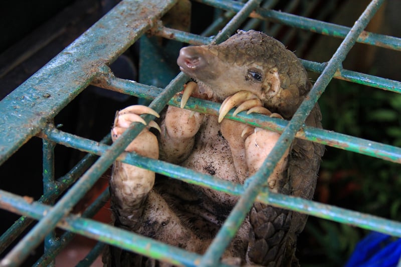 Pangolin in cage