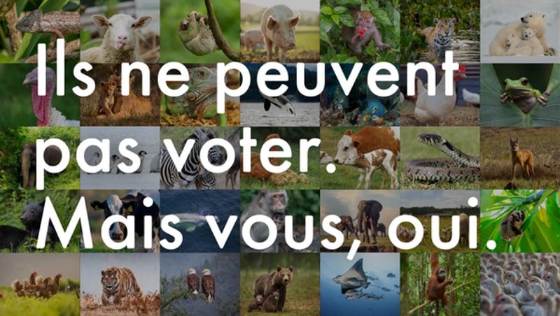 Ils ne peuvent pas voter.  Mais vous, oui.