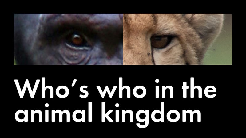 Who's who in the animal kingdom