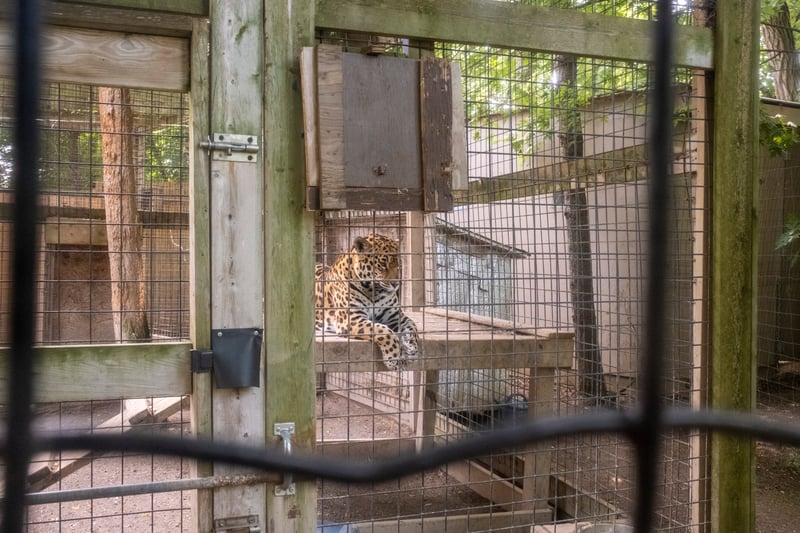 A jaguar at a roadside zoo