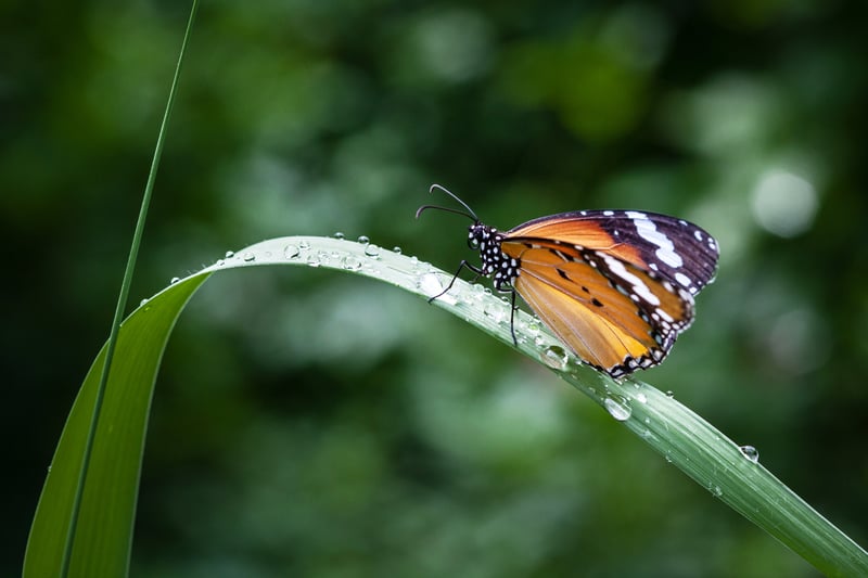 Close up of a monarch butterfly resting on a thick blade of grass