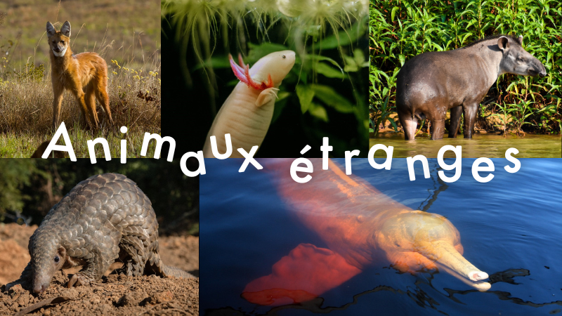 Cinq animaux étranges