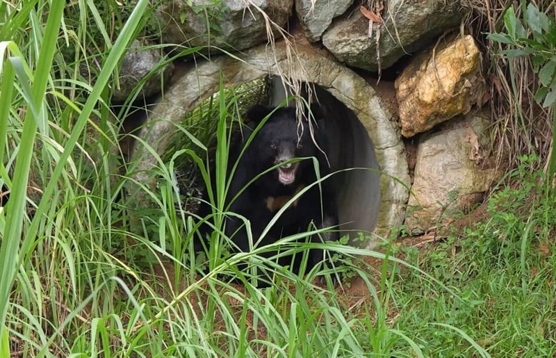 Chinh the bear takes first steps in his new sanctuary