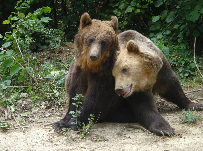 Hansel and Gretel, two rescued bears in sanctuary