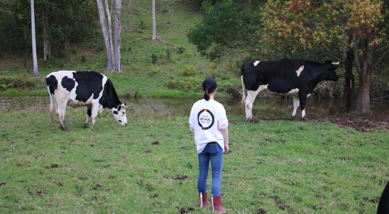 World Animal Protection staff at a farmed animal sanctuary
