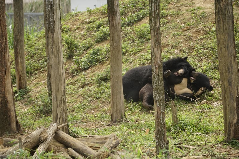 Two bears playing in a sanctuary