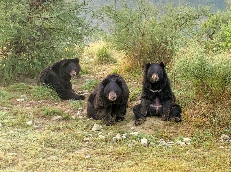 Rescued bears in sanctuary