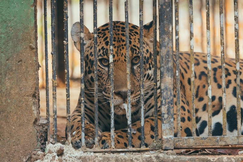 Xama, the rescued jaguar