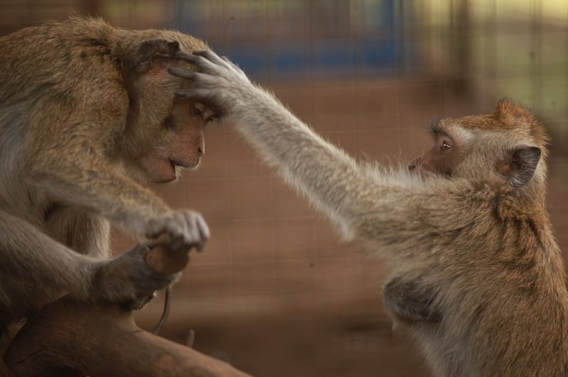 Rescued monkeys in care